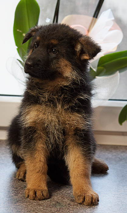Reckie vom Kirschental | German Shepherd Dog 