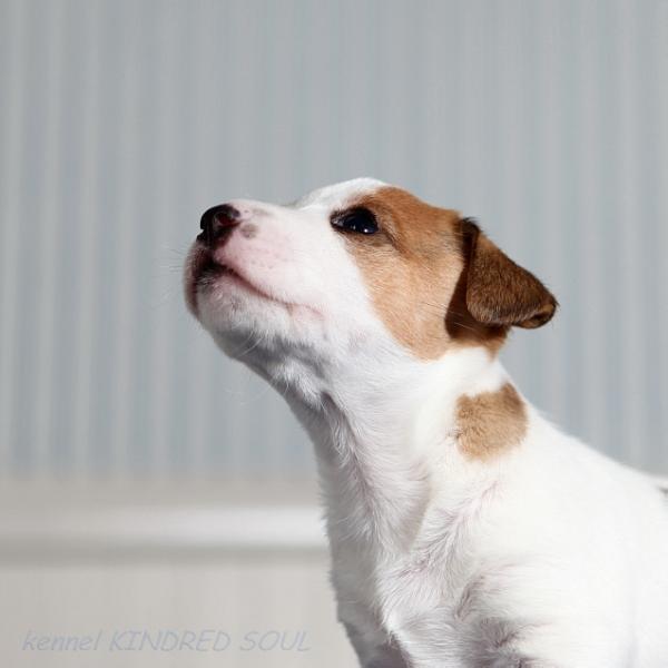 Kindred Soul Jump-At-Chance | Jack Russell Terrier 