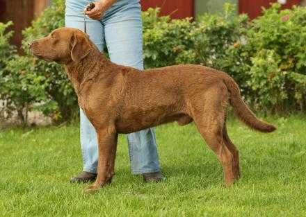 Haracabay Horace | Chesapeake Bay Retriever 