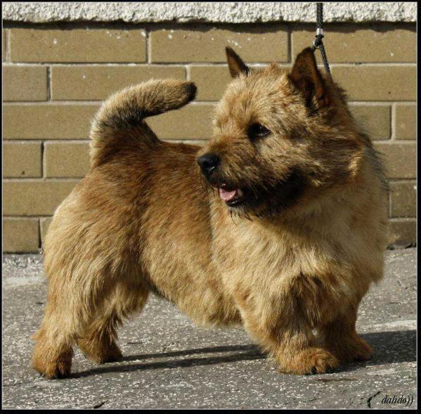 Dundalito Zamlicze | Norwich Terrier 