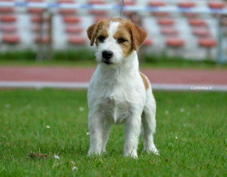 DUMBLEDORE Catori Muraco | Jack Russell Terrier 