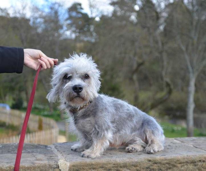 Dawsholm Cantily Ciara | Dandie Dinmont Terrier 