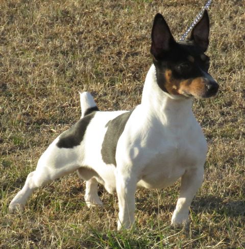 Aspen's Drive South | Teddy Roosevelt Terrier 