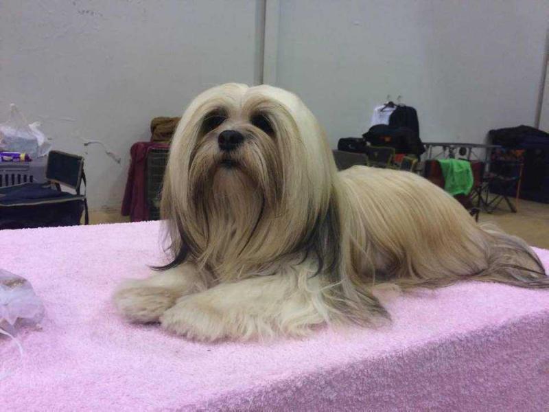 RMoretto Cane Little Miss Sunshine | Lhasa Apso 