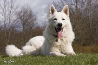 Czingaro The White Diamond | White Swiss Shepherd Dog 