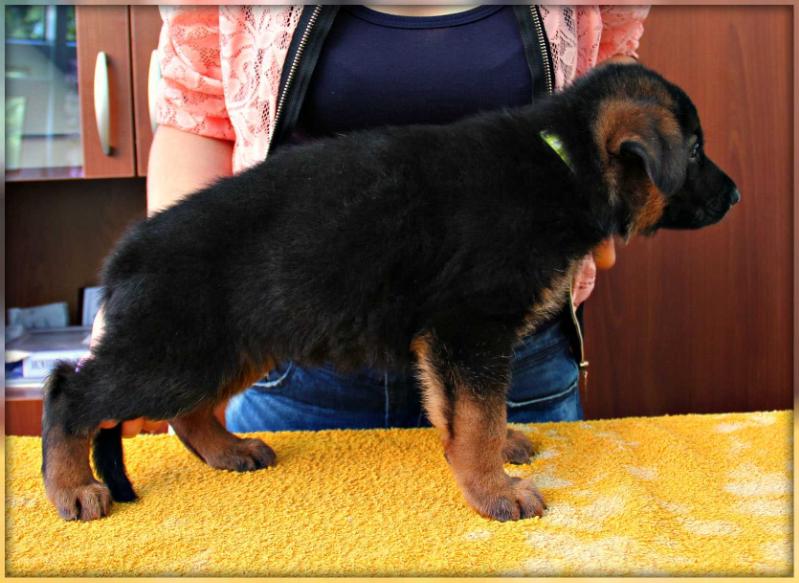 PORSCHE KLUGEN HUND | German Shepherd Dog 