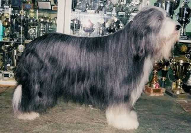 Firstprizebears Emerson | Bearded Collie 