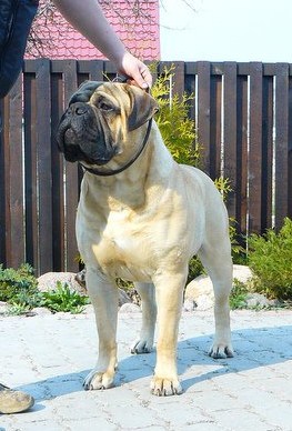 BELONG TO ME Is Dvariskiu | Bullmastiff 