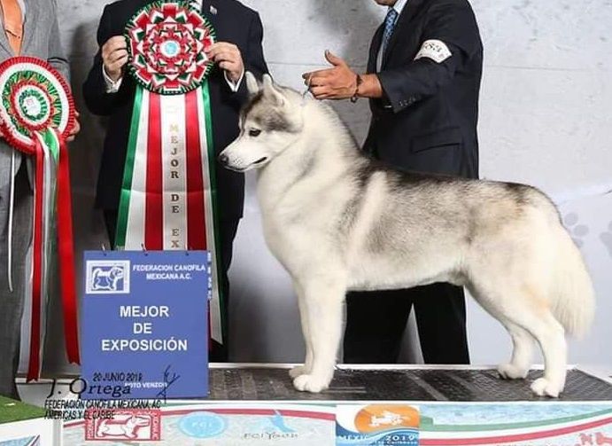 Dante Pasos Ligeros | Siberian Husky 