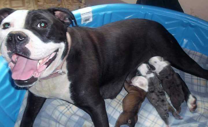 Menefee's Indo | Olde English Bulldogge 