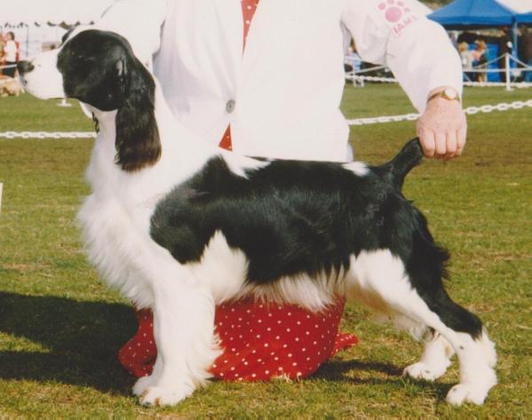 Stardom's It's Just Jessie | English Springer Spaniel 