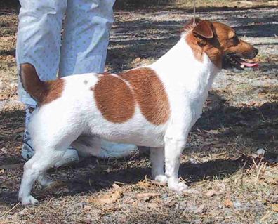 Karrell Kingpin | Jack Russell Terrier 