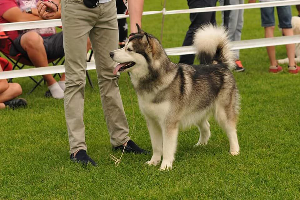 Jamiellee Kingwolf | Alaskan Malamute 