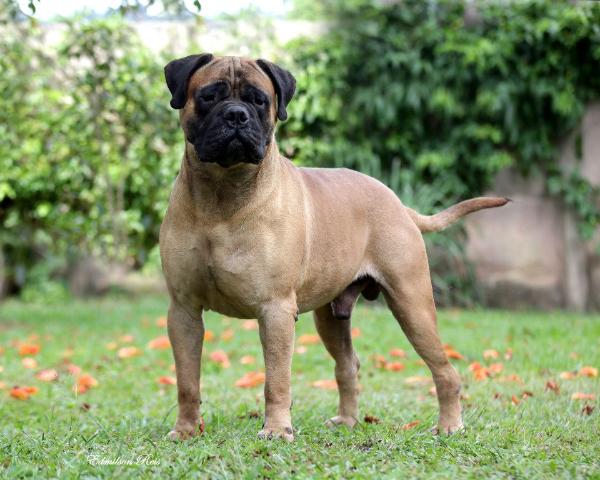 BR Overture's Conan JM | Bullmastiff 