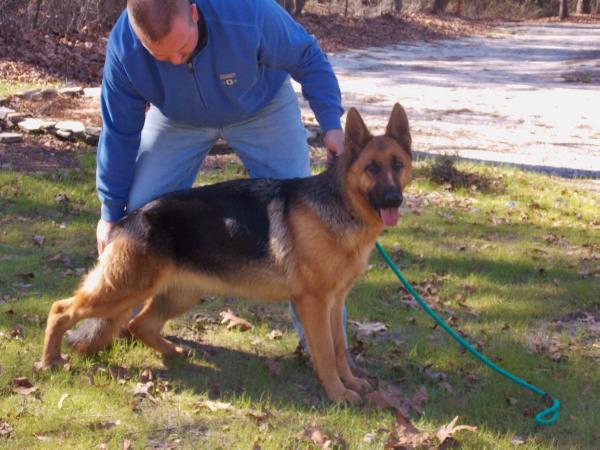 Fischer von Allen | German Shepherd Dog 