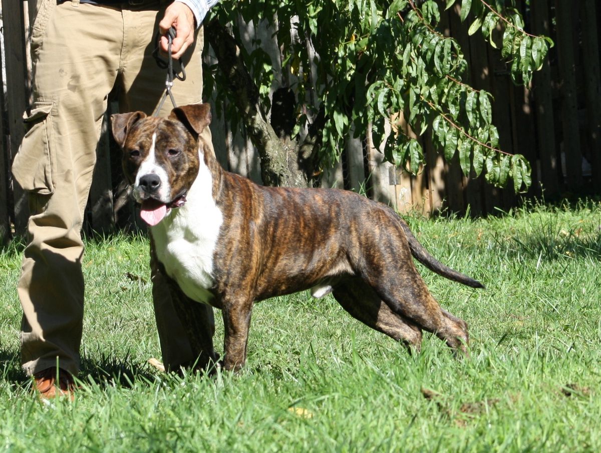Imperial First Knight | American Staffordshire Terrier 