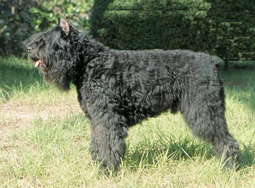 Eymo Star de Dasilva | Bouvier des Flandres 