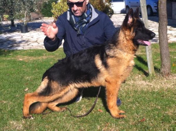 Chicco di casa massarelli | German Shepherd Dog 