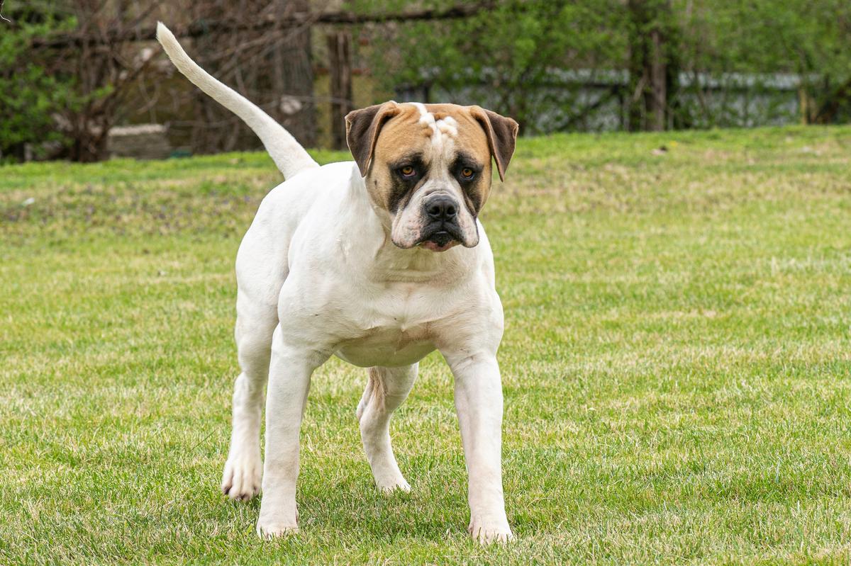 Salvus Bulls Athos of Arrabona | American Bulldog 