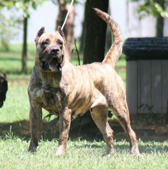 Vex Del Hooligans | Perro de Presa Canario 