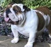 SBK’s Dazzling Dahlia | Olde English Bulldogge 