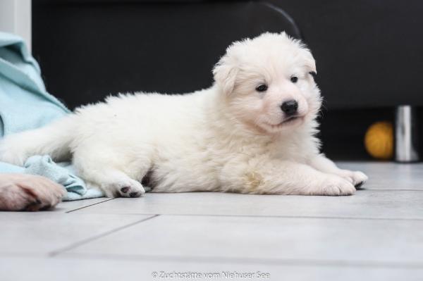 Lu´s Princess vom Niehuser See | White Swiss Shepherd Dog 