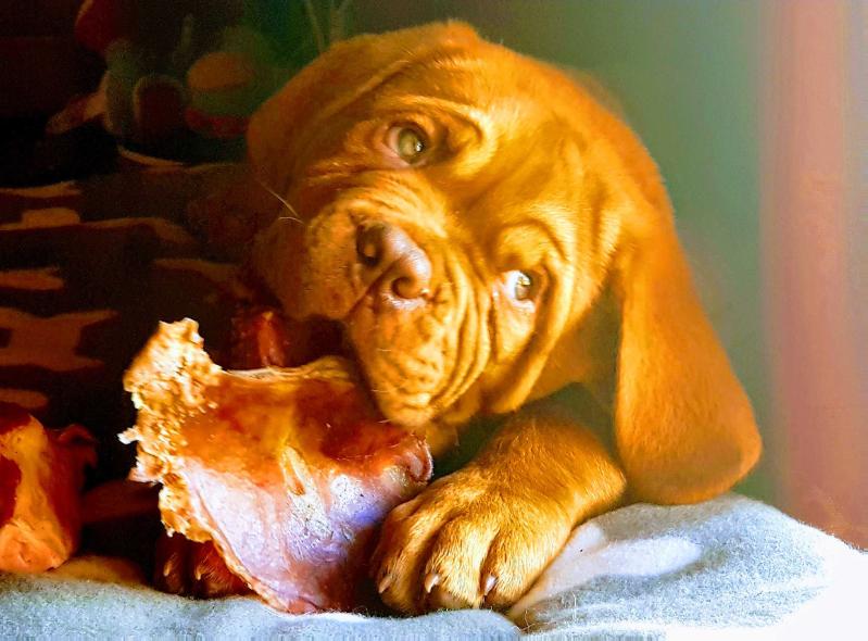 Bulladulla I Am Kobus | Dogue de Bordeaux 