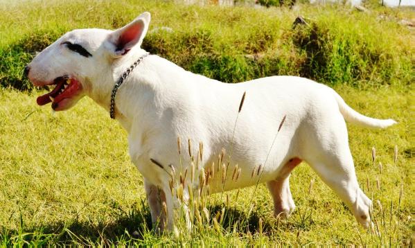 Ares the Beginning of an Empire | Bull Terrier 