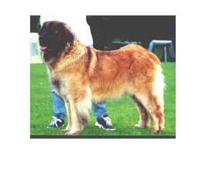 Duvasgardens Complete Mix | Leonberger 