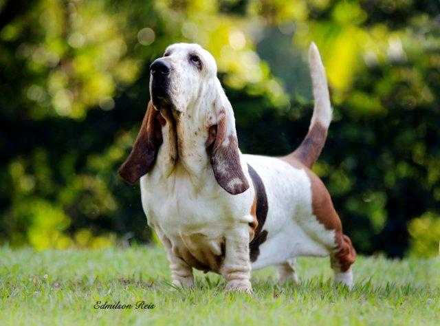 Pan Clan Donna | Basset Hound 