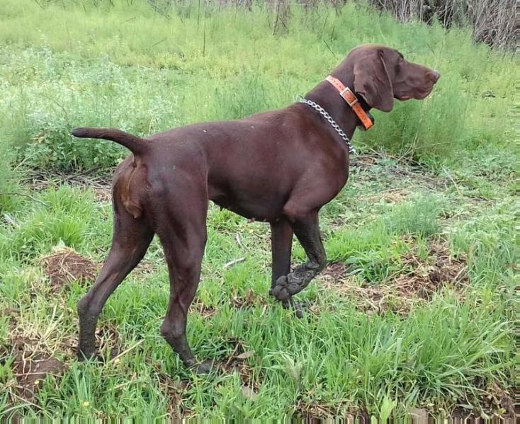 GOEDGEVONDEN DALLAROAN OF BACKANDTRACK | German Shorthaired Pointer 