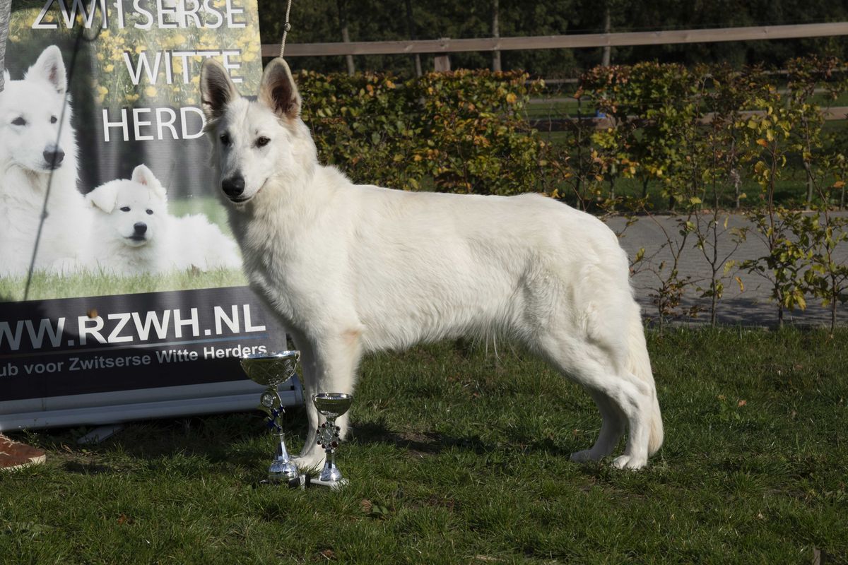 Devil Blues Zeichen von Wolf | White Swiss Shepherd Dog 