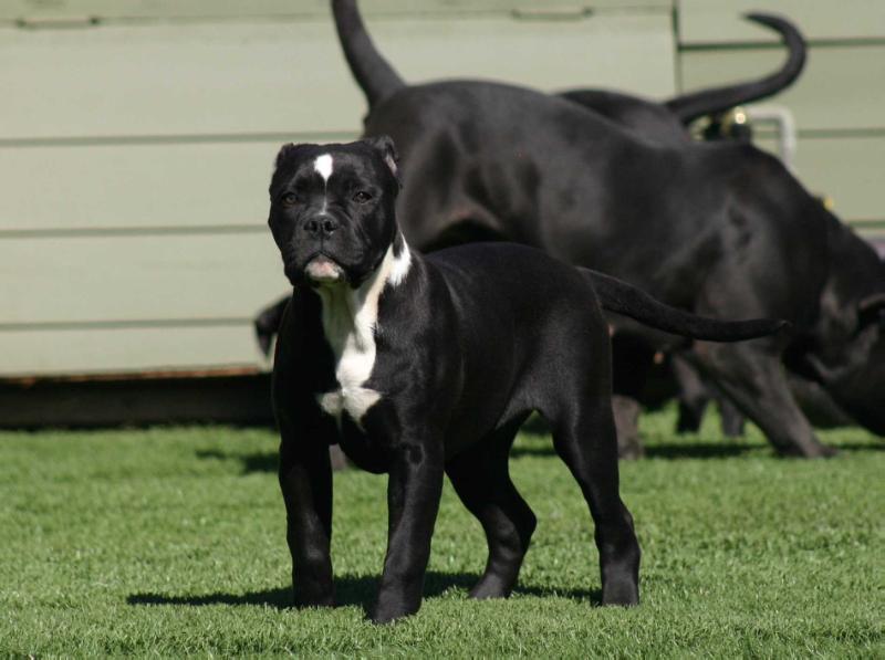 Koncrete Jungle Kennel's Black Beauty | American Bulldog 