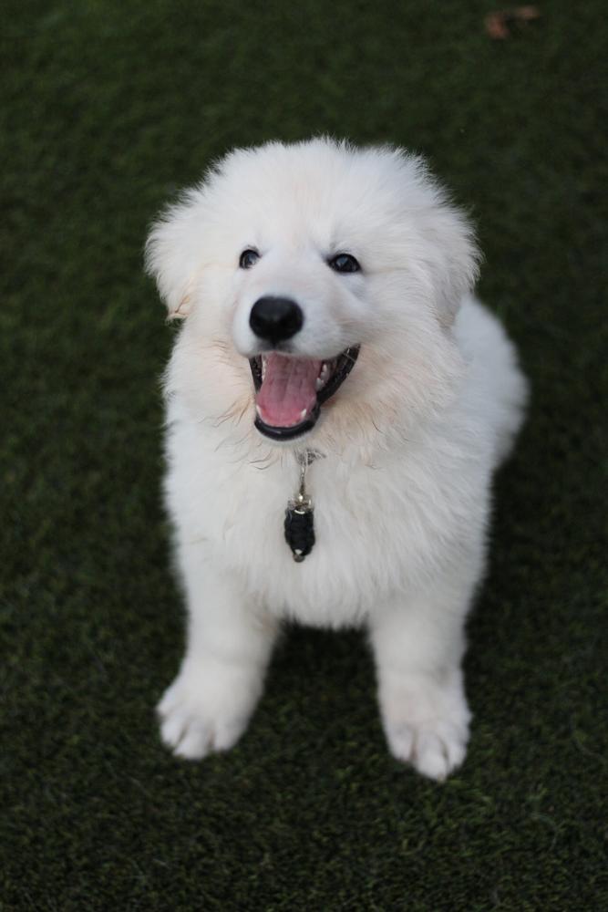 Hula Moon's Daytona | White Swiss Shepherd Dog 