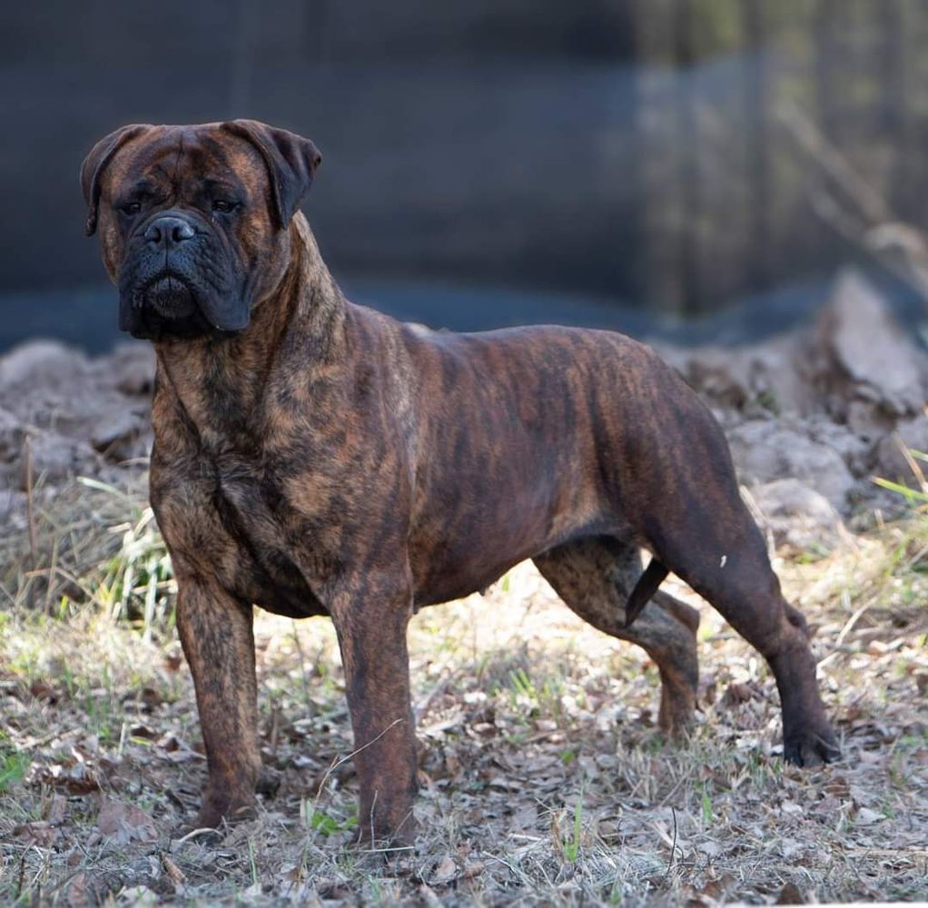 Hakabulls Prada Copperbull's | Bullmastiff 