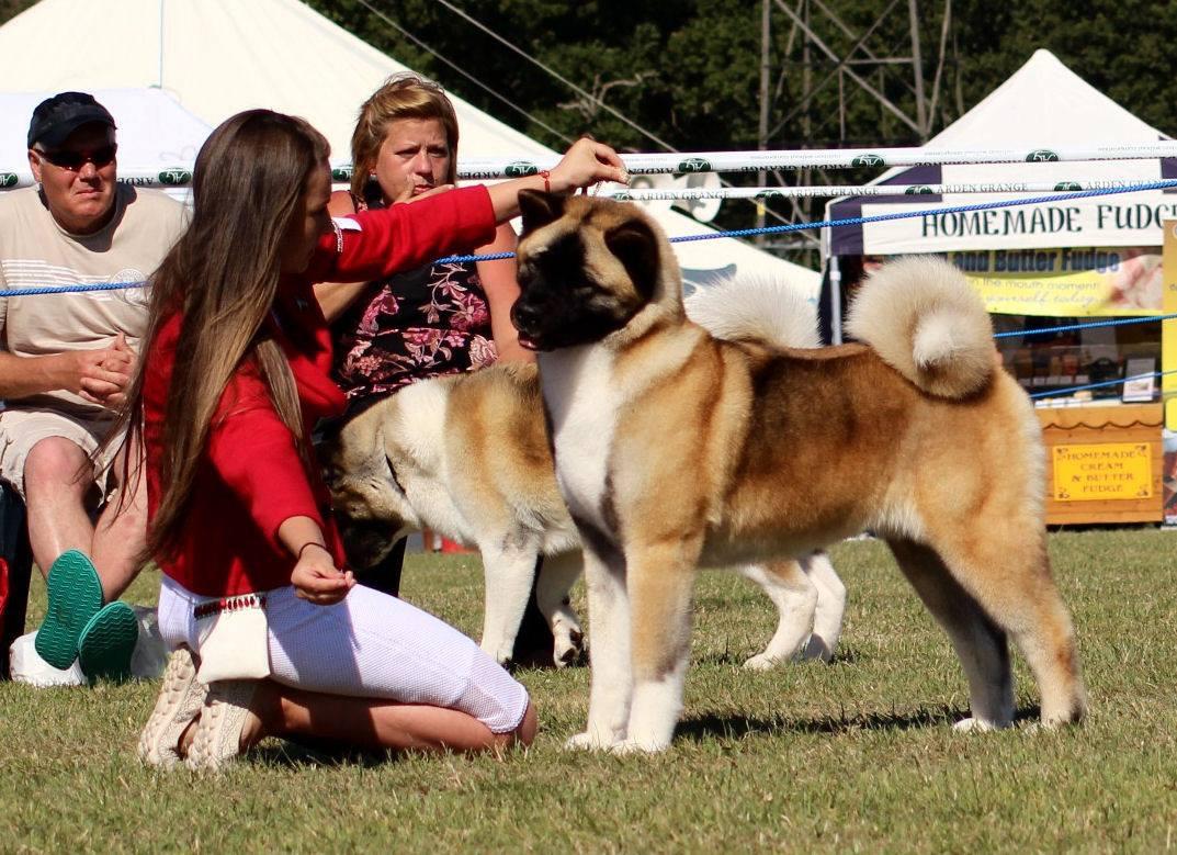 Dykebar Revenge Is Sweet At Stecal | Akita 