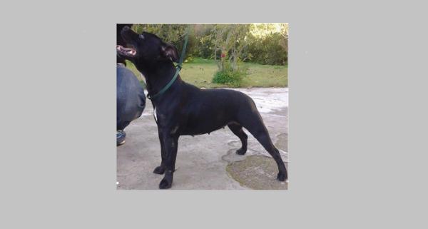 Bea | Staffordshire Bull Terrier 