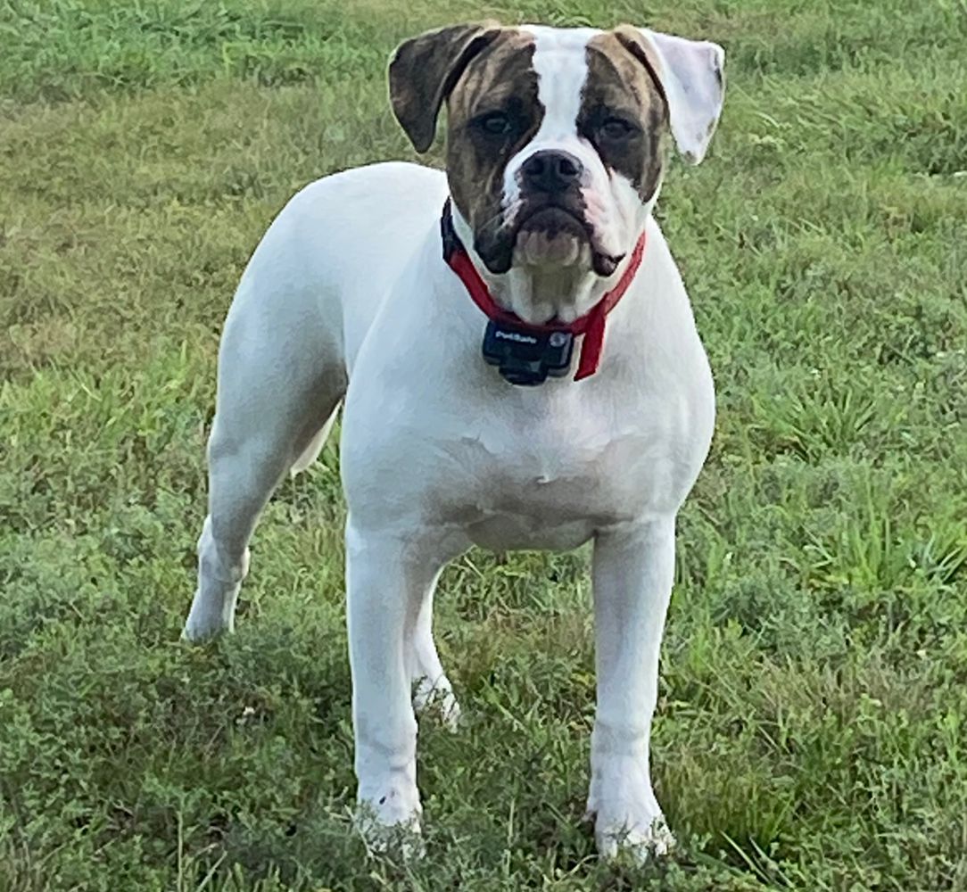 Stoutmire’s Rouge of Dailey | American Bulldog 