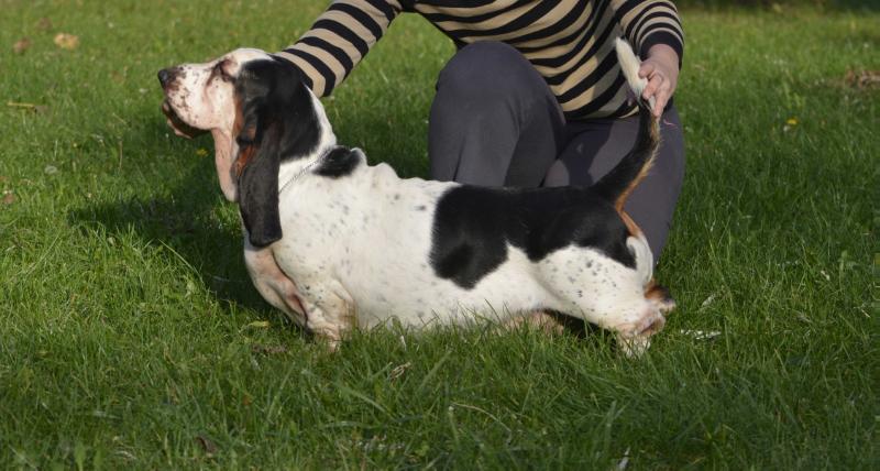 Rezihegyi Vig Domper Liverpool | Basset Hound 