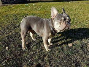 EXELERO of FE | French Bulldog 