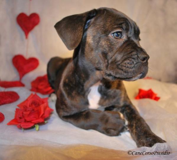 Presidio's Venezia | Cane Corso 