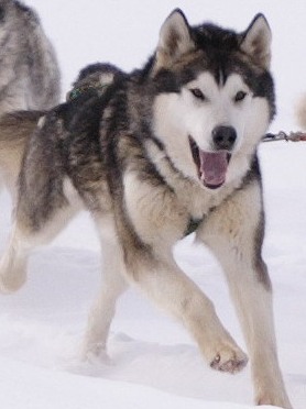 Leyu Arni | Alaskan Malamute 