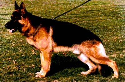 Uran von der Elisabethenklause | German Shepherd Dog 