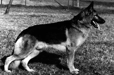 Norbo von der Sturmwolke | German Shepherd Dog 