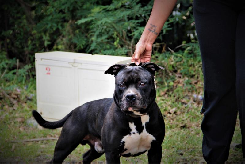ILKO THE BILLY GOAT | American Staffordshire Terrier 
