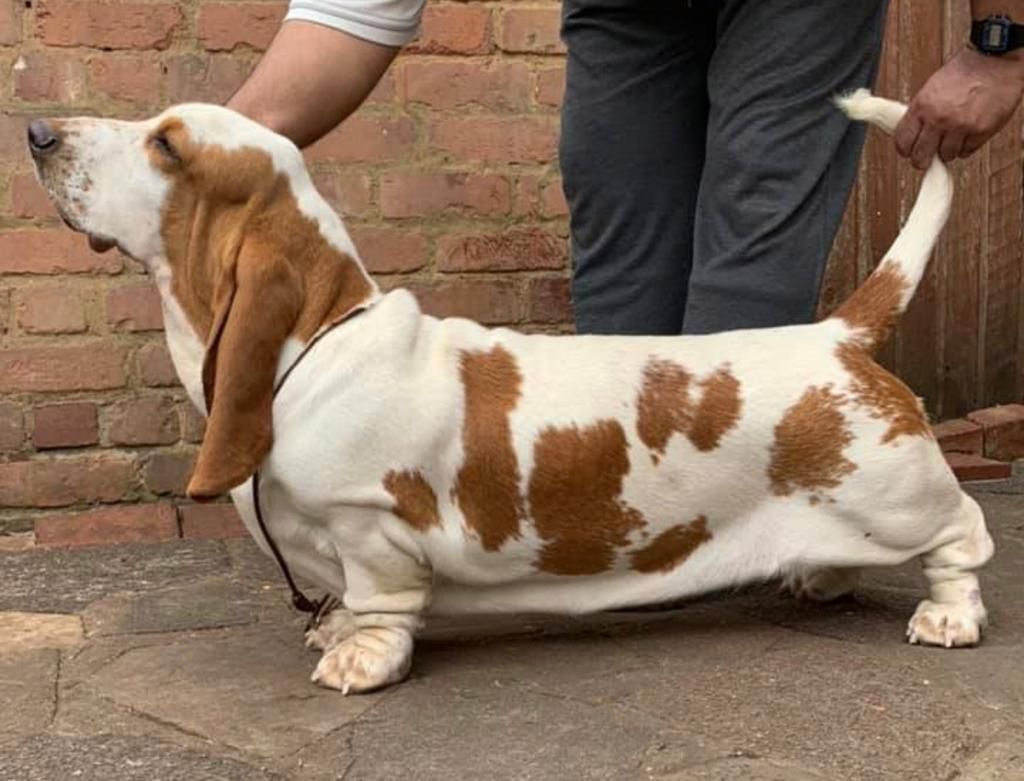 Bassjobasset Coco | Basset Hound 