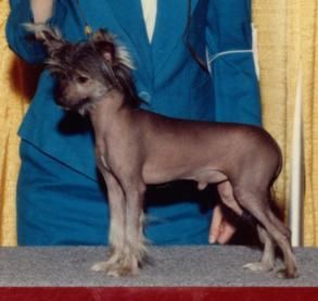 Gingery's Beetle Juice SOM | Chinese Crested 