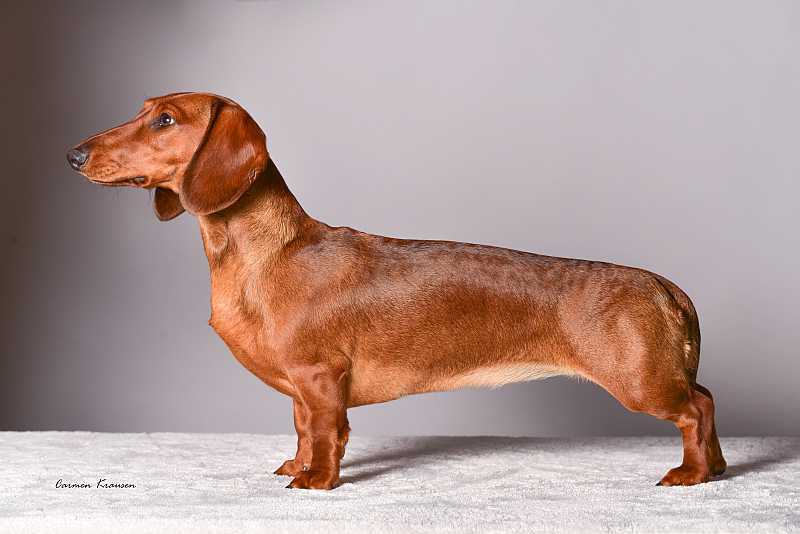 Havannah vom Fürstentum FCI | Dachshund 