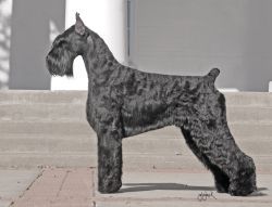 Skansen's  Harvard | Giant Schnauzer 