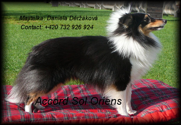 Accord Sol Oriens | Shetland Sheepdog 